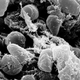 Yersinia pestis, the bacterium responsible for the plague.